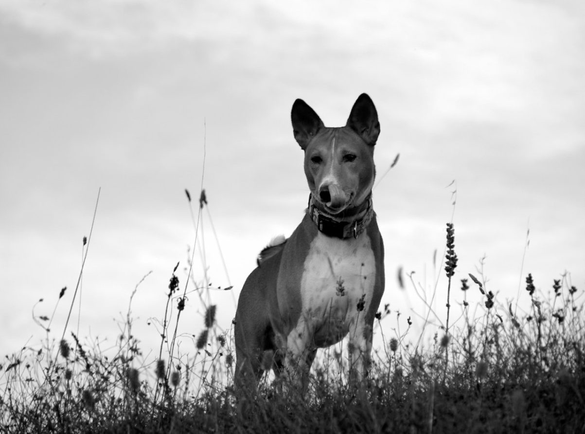 Basenji