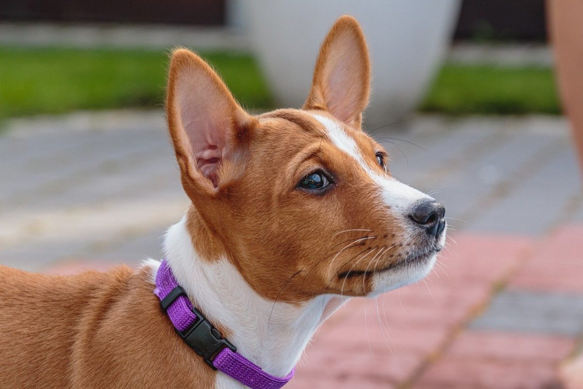 Basenji - non-shedding dog breed