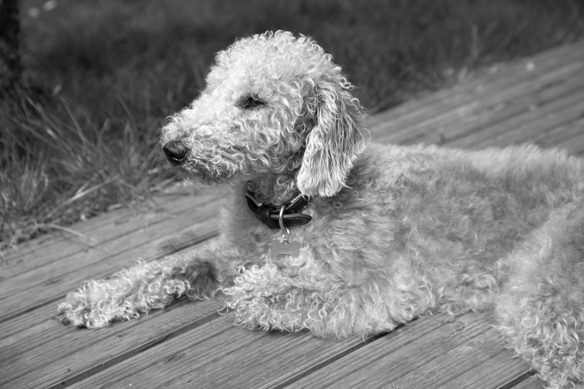 Hypoallergenic Dog Breeds - The Bedlington Terrier
