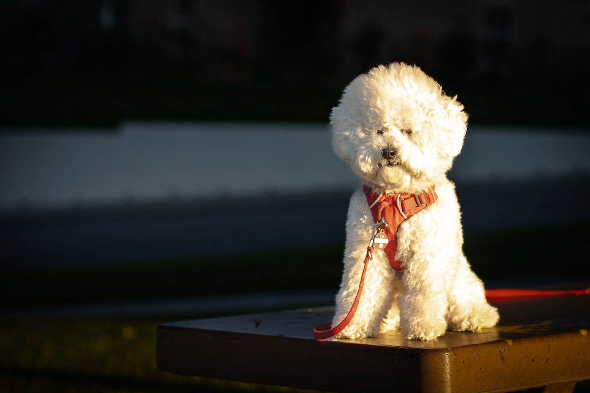 Hypoallergenic Bichon Frise