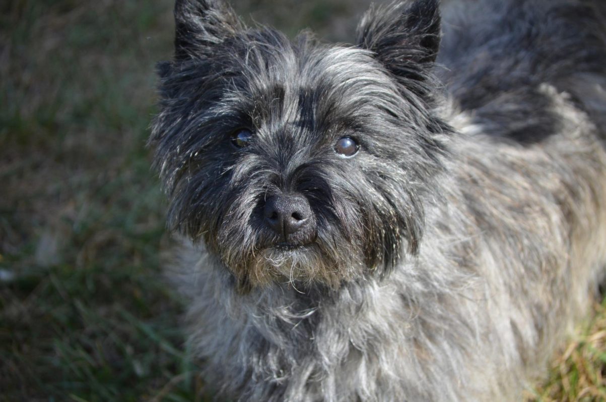 Cairn Terrier