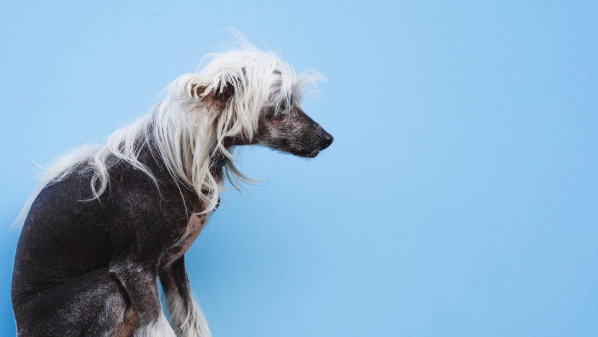Chinese Crested - Hypoallergenic Dogs For Apartments