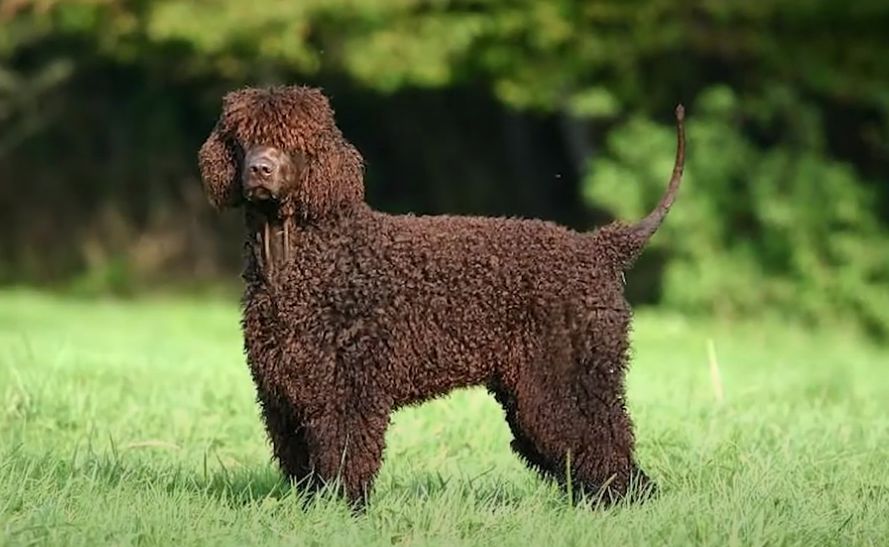 Irish Water Spaniel