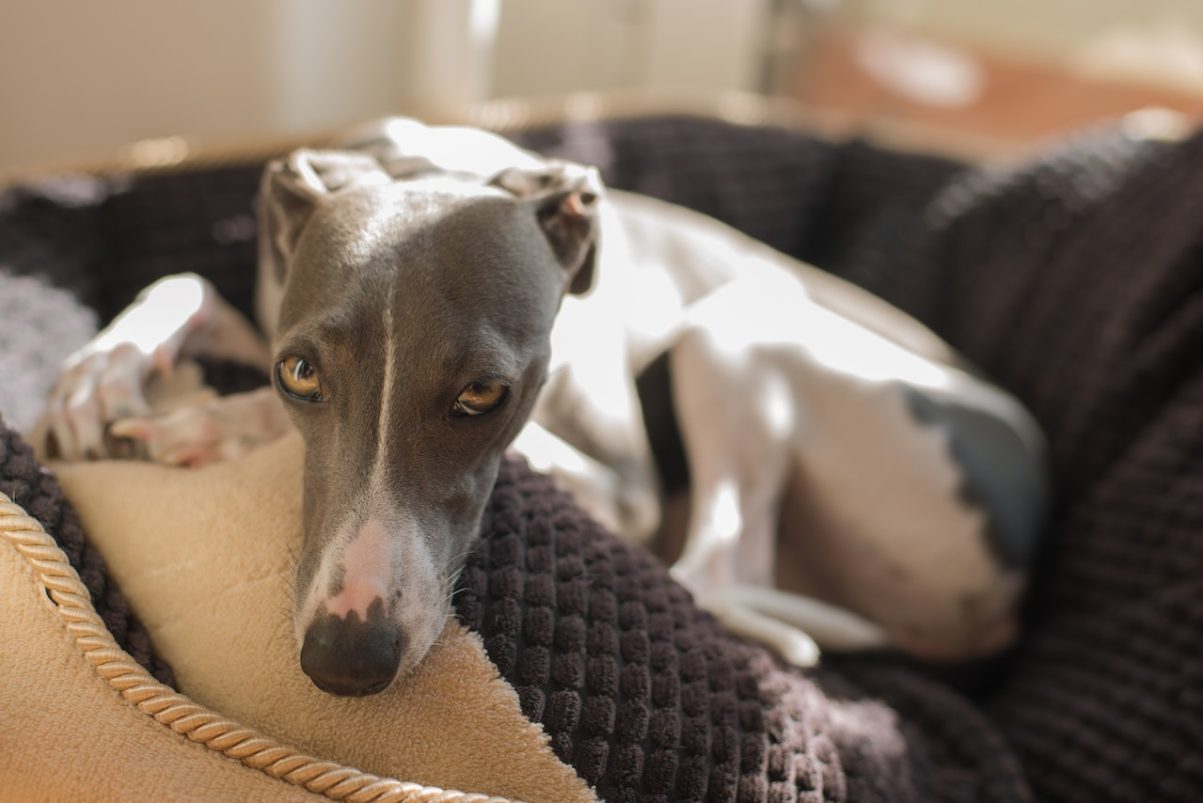 Italian Greyhound