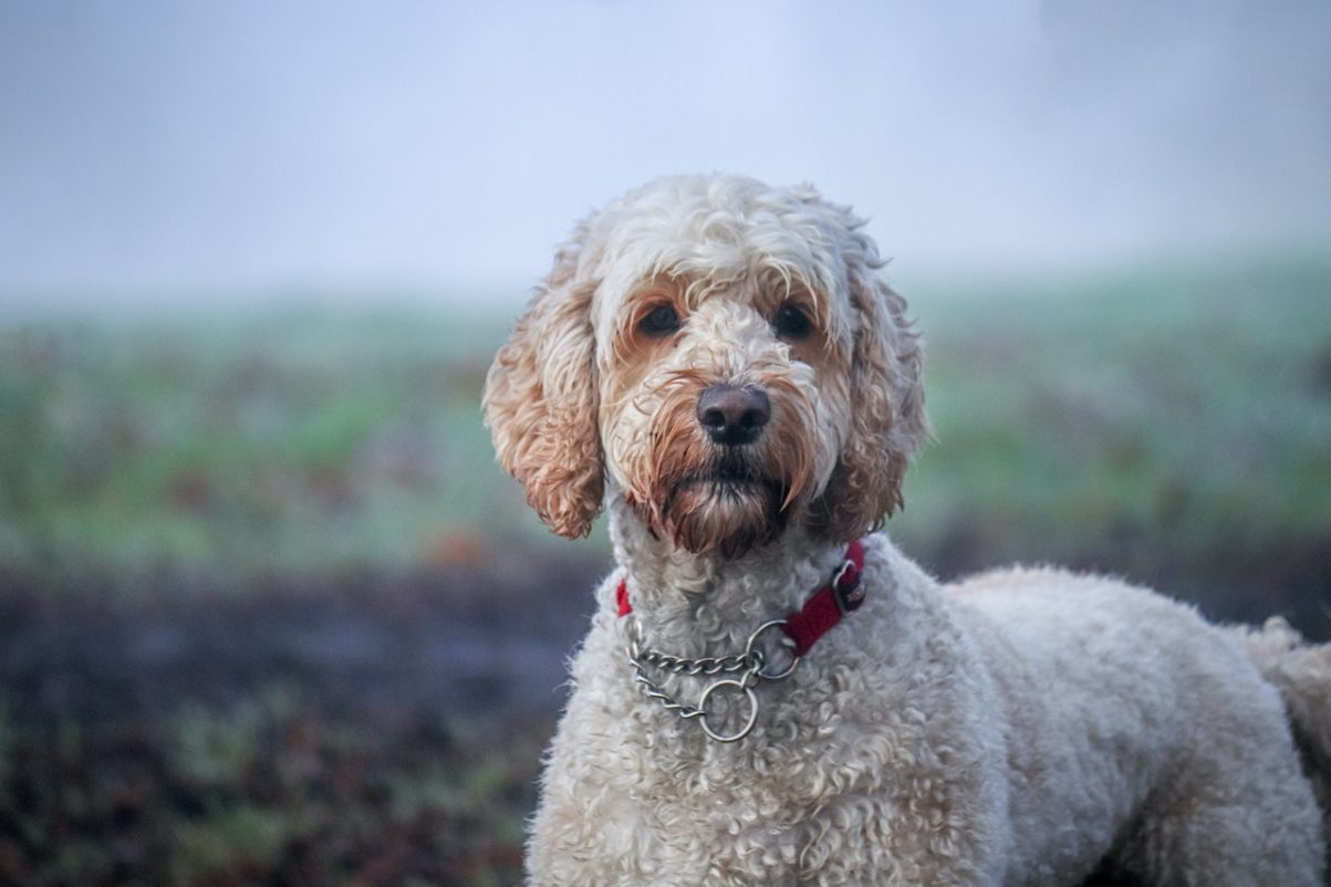 Best Hypoallergenic Dog Breeds - Labradoodle