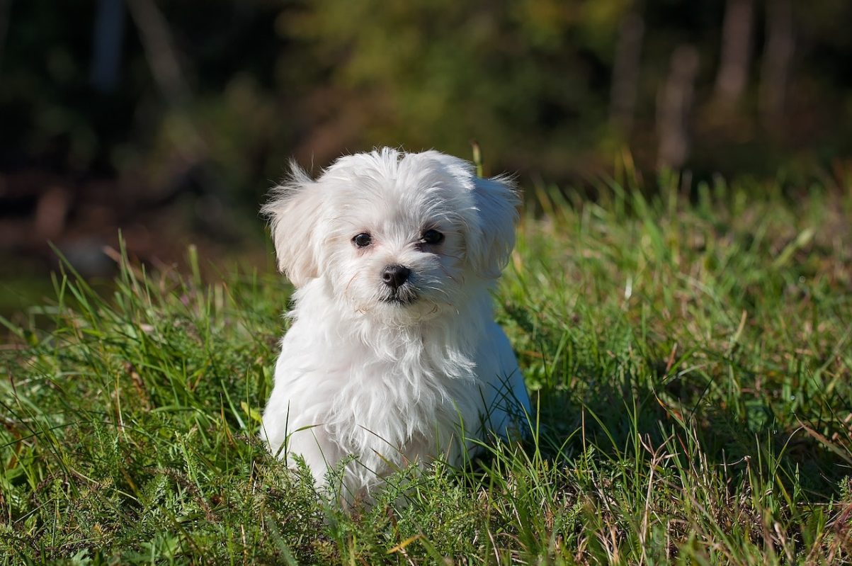 Maltese Hypoallergenic Dog Breed