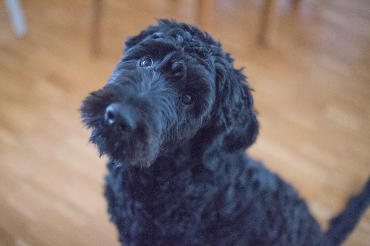 Hypoallergenic Dog Breeds - Portuguese Water Dog