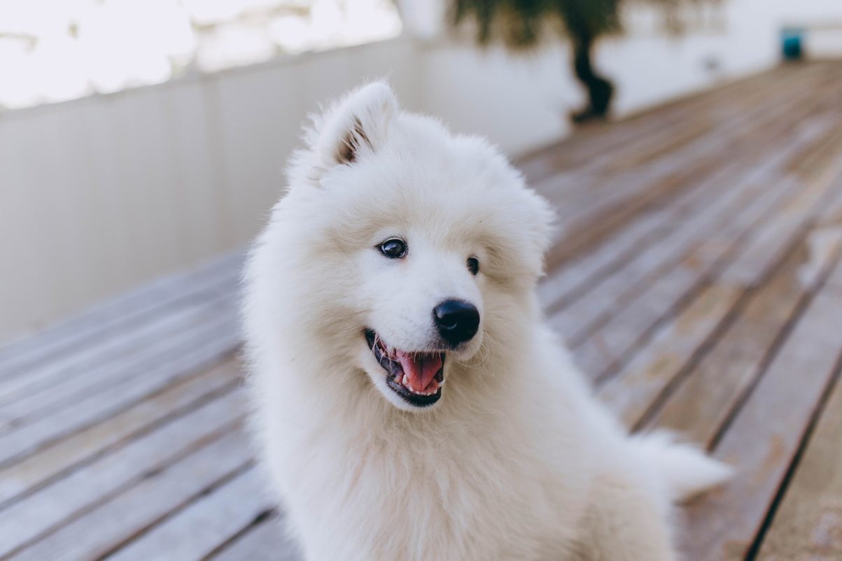 Samoyed