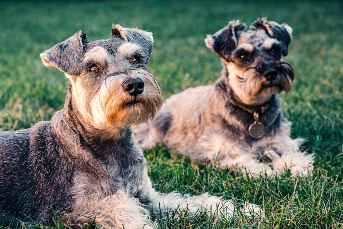 Schnauzer is a hypoallergenic dog breed