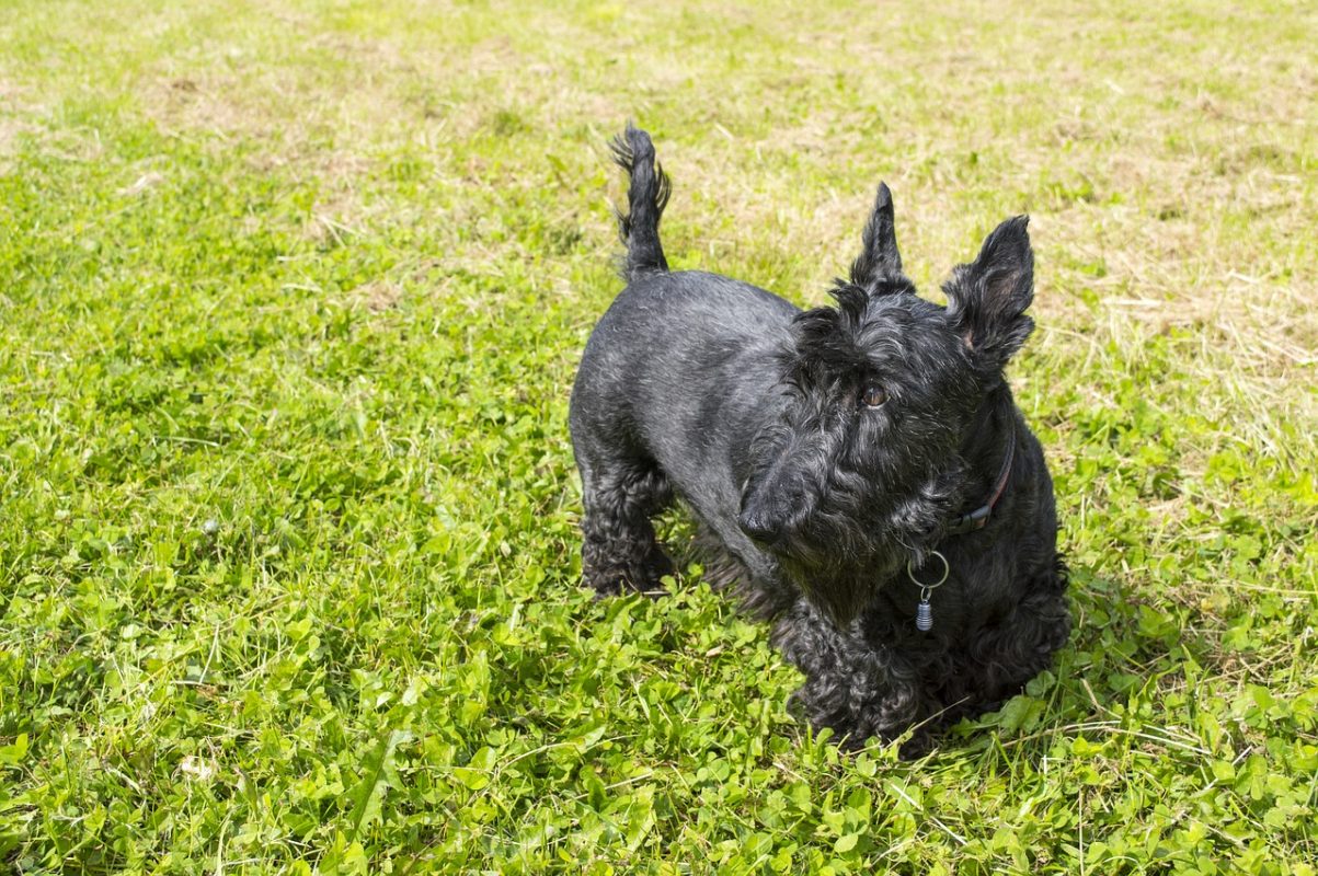 Scottish Terrier