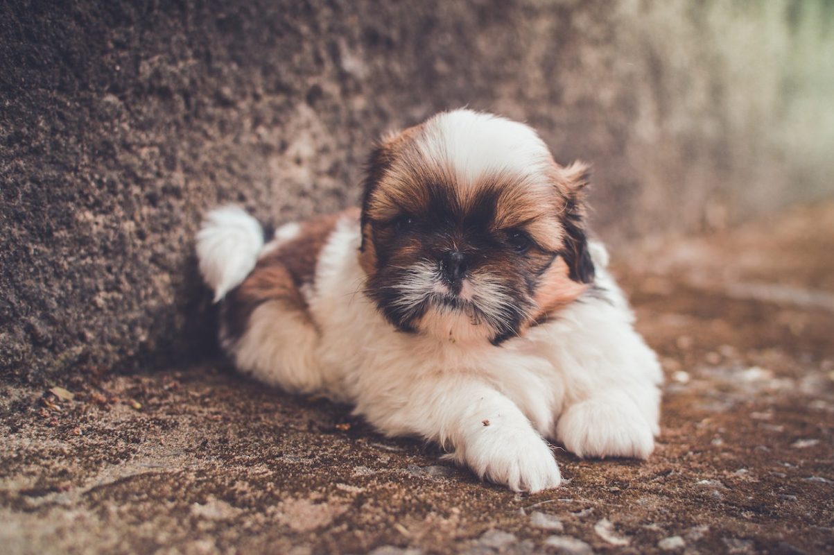 Shih Tzu