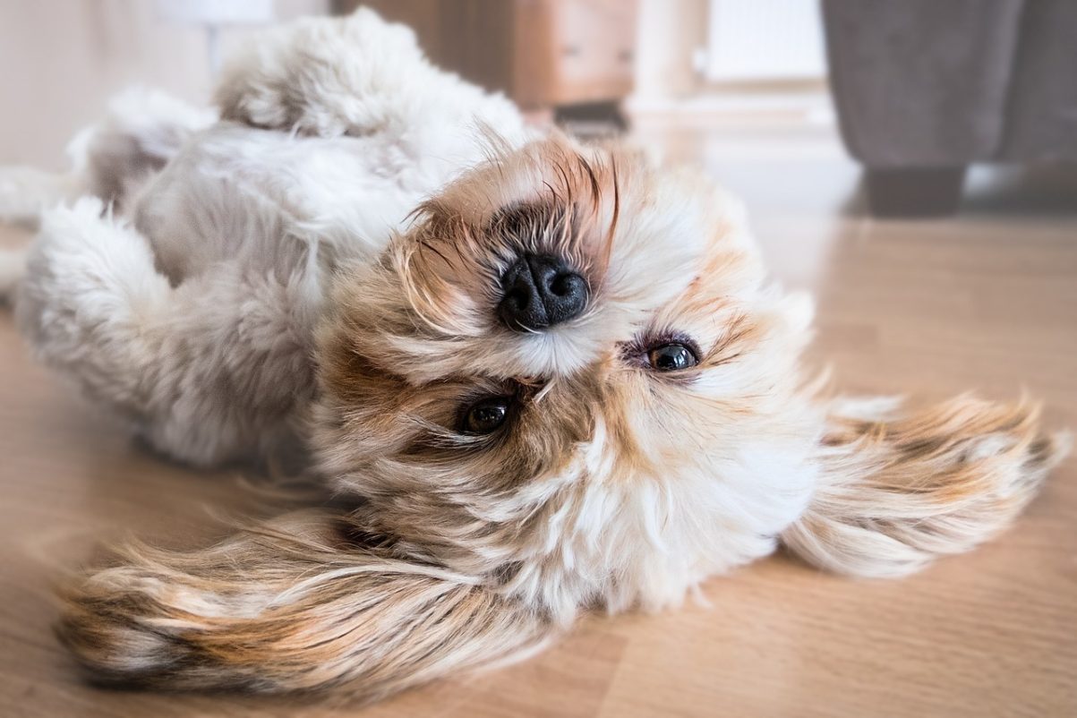 Non-Shedding Dog Breeds - Shih Tzu