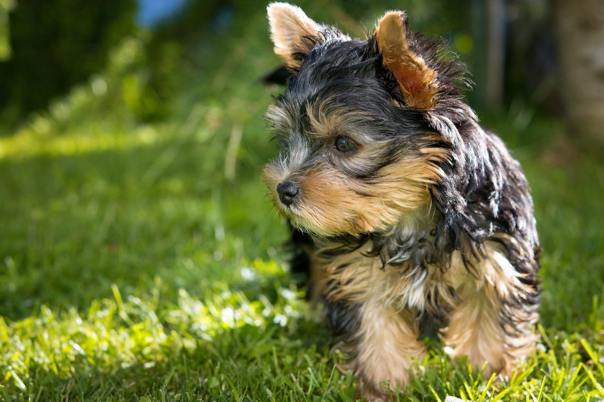 Yorkshire Terrier, hypoallergenic non-shedding dog breed small