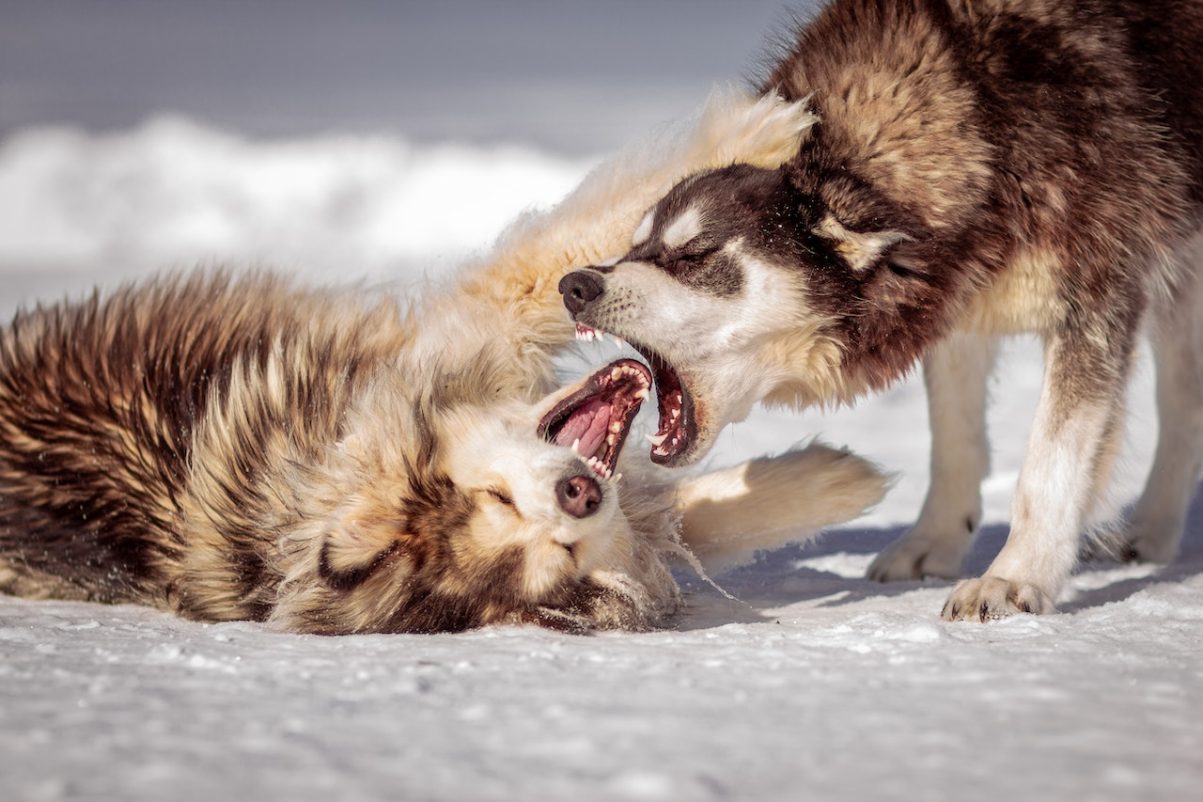 Common Dog Behavior Problems - Aggression In Dogs