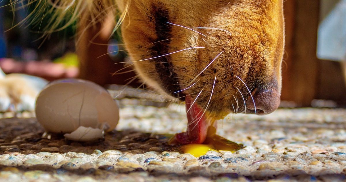 Can Dogs Eat Eggs?