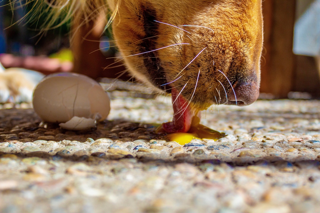 Can Dogs Eat Eggs?