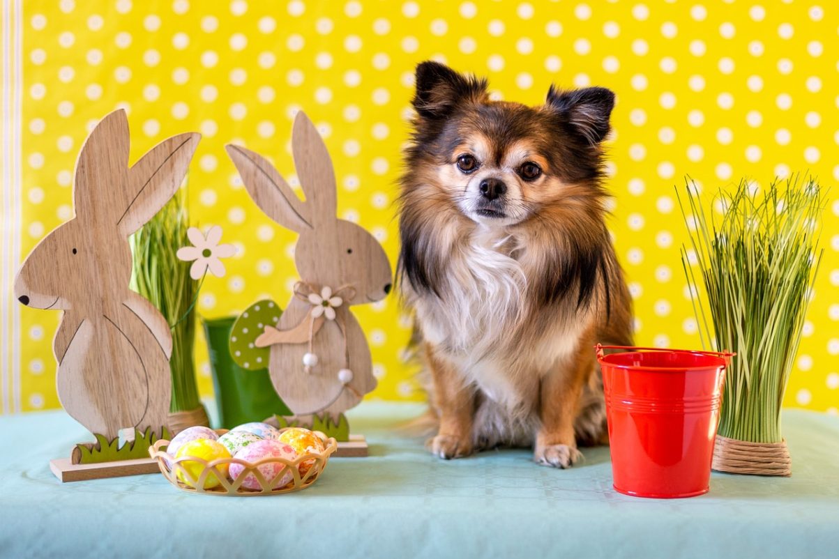 Can I give eggs to my dog?