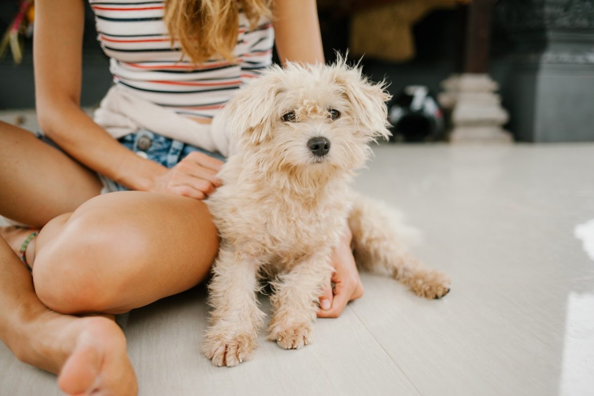 Top 20 Hypoallergenic Dog Breeds