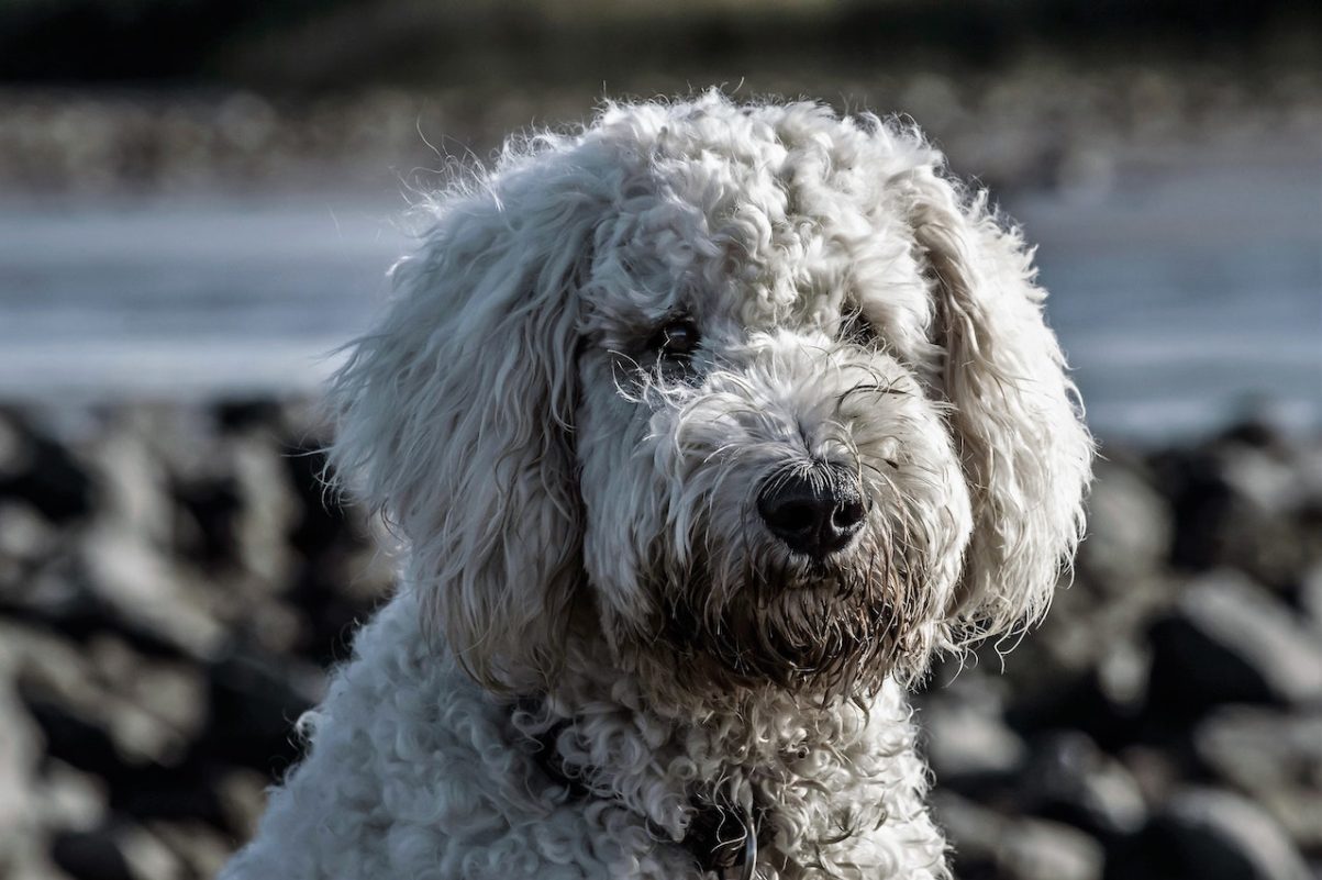 Poodle Hypoallergenic Dog Breed