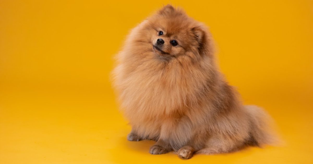 Choosing the Best Brush for Pomeranians: Your Ultimate Guide