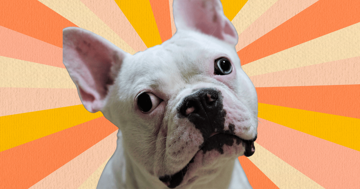 Are French Bulldogs Hypoallergenic Dogs? Bulldog Allergies