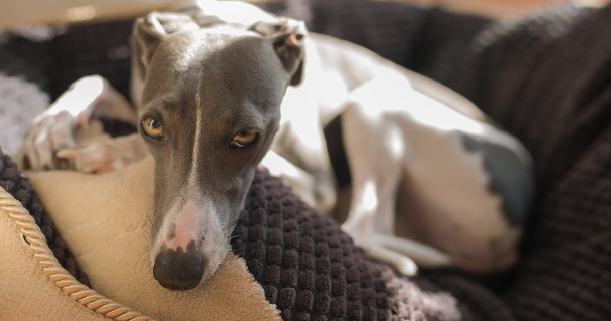 Best Hypoallergenic Dogs For Apartments - Italian Greyhound
