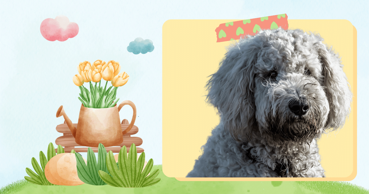 Understanding Hypoallergenic Dogs