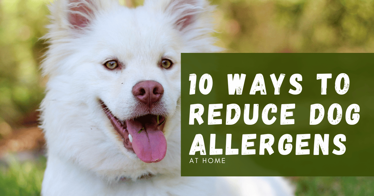10 Ways To Reduce Dog Allergens At Home